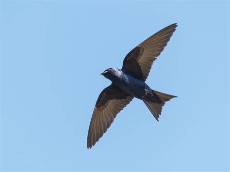 Purple Martin Migration: A Complete Guide | Birdfact