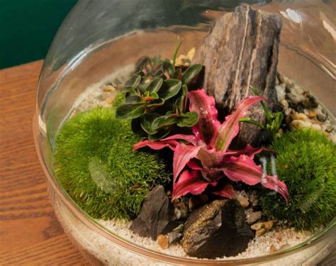 9 Tanaman Indoor Size Mini yang Gak Makan Tempat, Imut!