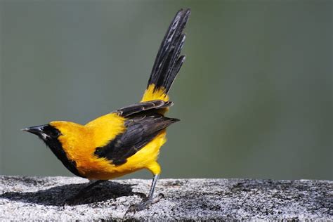 Aves De Venezuela Y El Mundo Pedro Romero Ramos Toche Icterus Crysater