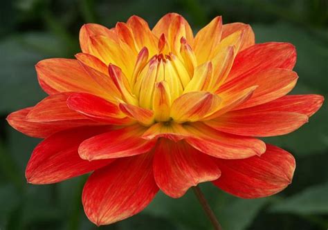 Карликовые георгины сорта с фото и названиями - 6соток.ру