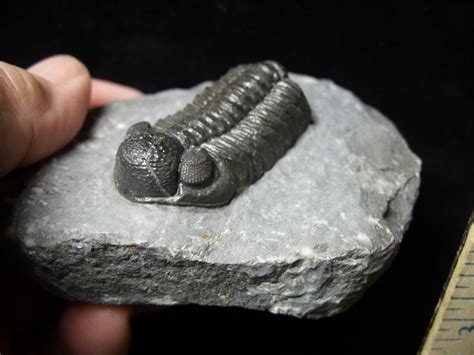 Fossilized Trilobite Phacops 092021e The Stones Bones Collection