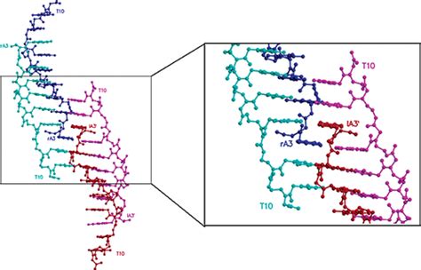 Crystal Structure Of A Partly Self Complementary Peptide Nucleic Acid