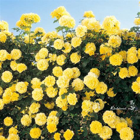 РОЗА - Grimpant Rimosa . Обсуждение на LiveInternet - Российский Сервис ...