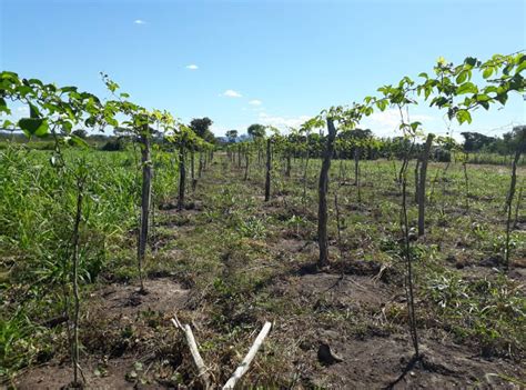 Como Produzir Maracuj Guia Completo Para Plantio E Colheita