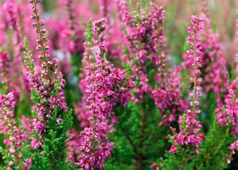 Вереск: посадка и уход в открытом грунте, виды и сорта с фото