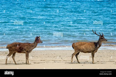 Timor rusa deer Komodo Island Komodo National Park Indonesia Stock