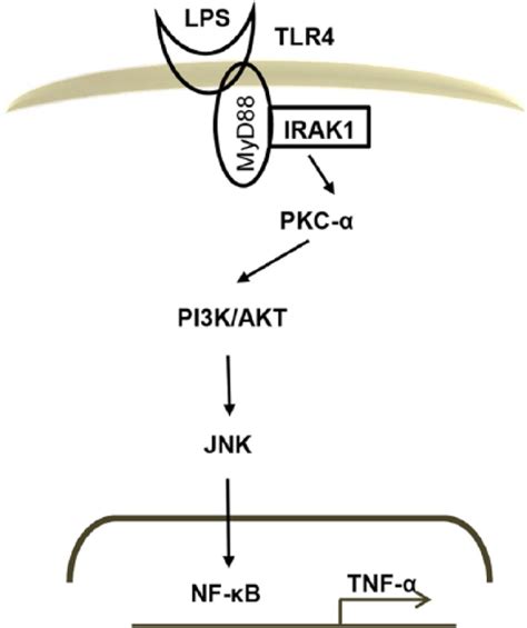 TLR4 mediated IRAK1 activation induces TNF α expression via JNK