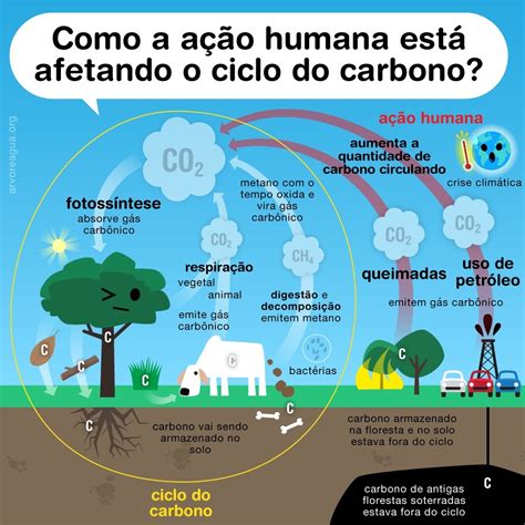 Árvore Ser Tecnológico — O Ciclo Do Carbono é Mostrado Nas Relações Que