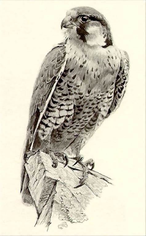 Falcon Sketch Bird Art