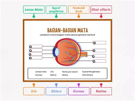 Bagian Pada Mata Labelled Diagram