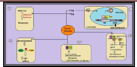 Figure From An Overview On Thyroid Hormone Actions On Lipids And Its