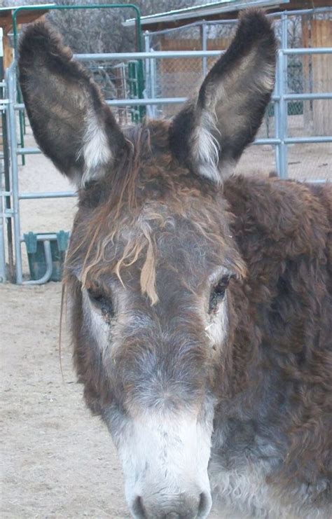 Gallery Forever Home Donkey Rescue