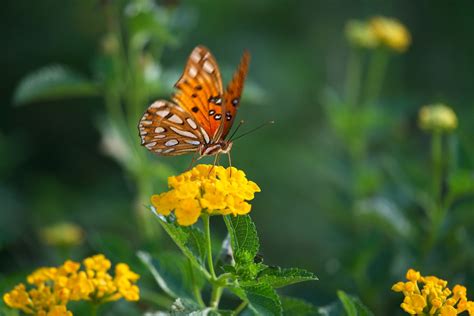 Macro Butterfly Yellow Flower Insect Wallpaper Coolwallpapers Me