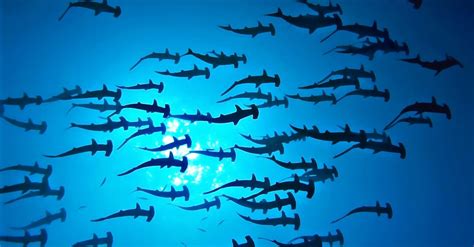 Discover the Largest Hammerhead Shark Ever Recorded - A-Z Animals