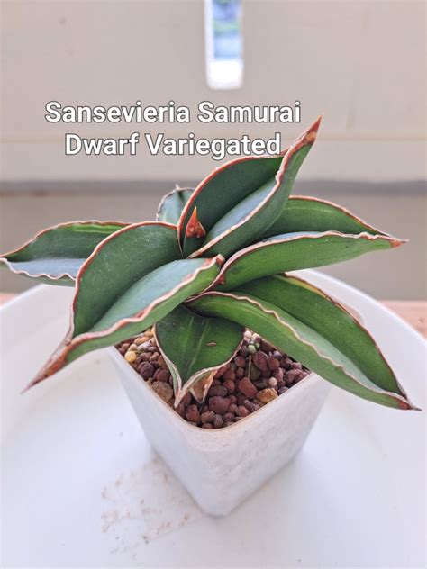 Sansevieria Samurai Dwarf Furniture And Home Living Gardening Plants