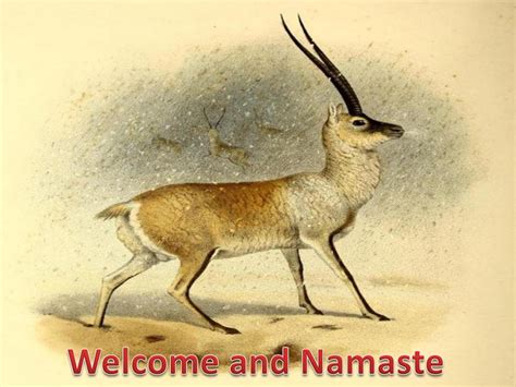 Ecological Description of Chiru (Tibetan Antelope) – Education