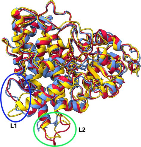 Overlay Of Three Structures Of Res Cyp Complex Representing Three