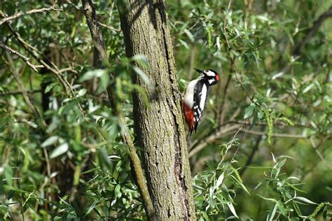 Picchio Rosso Maggiore Dendrocopos Major Luca A01 Flickr