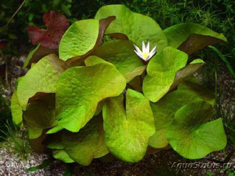 Нимфея Раджа (Nymphaea rudgeana) (Справочник аквариумных растений)