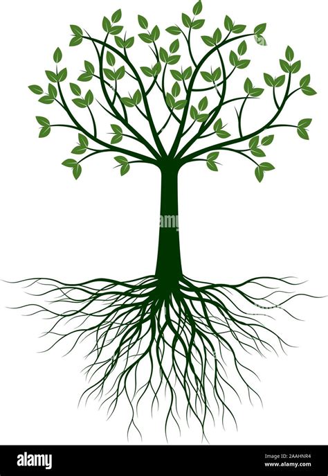 Tree With Leaves And Roots Vector Outline Illustration Plant In