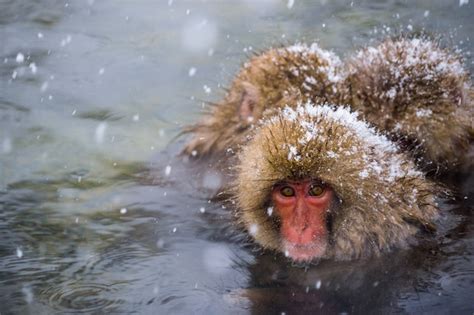 Premium Photo Snow Monkeys Japanese Macaques Bathe In Onsen Hot Springs While Snow Fall
