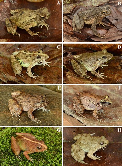 Frogs from families Bufonidae and Dicroglossidae. A. Ingerophrynus ...