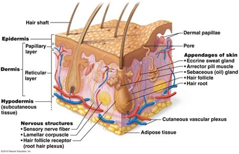 Chapter Skin And Body Membranes Flashcards Quizlet