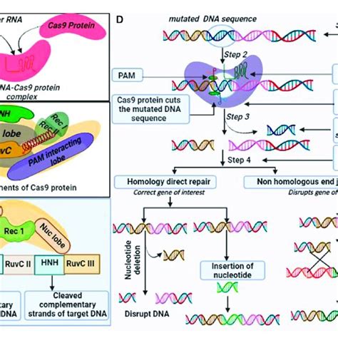 Overview Of Crispr Cas9 A Components Of The Crispr Cas9 System I Download Scientific