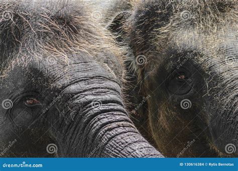 Two Young And Hairy Sumatra Elephants Trying To Reach Something With