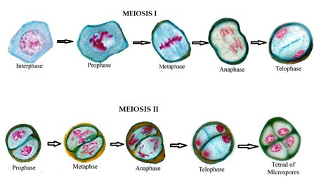 Solved Exercise Meiosis In Lily Anthers Plants Use Meiosis To