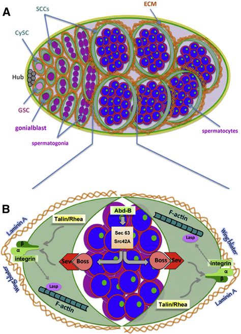 A Diagram Showing The Stem Cell Niche And Early Stages Of Drosophila