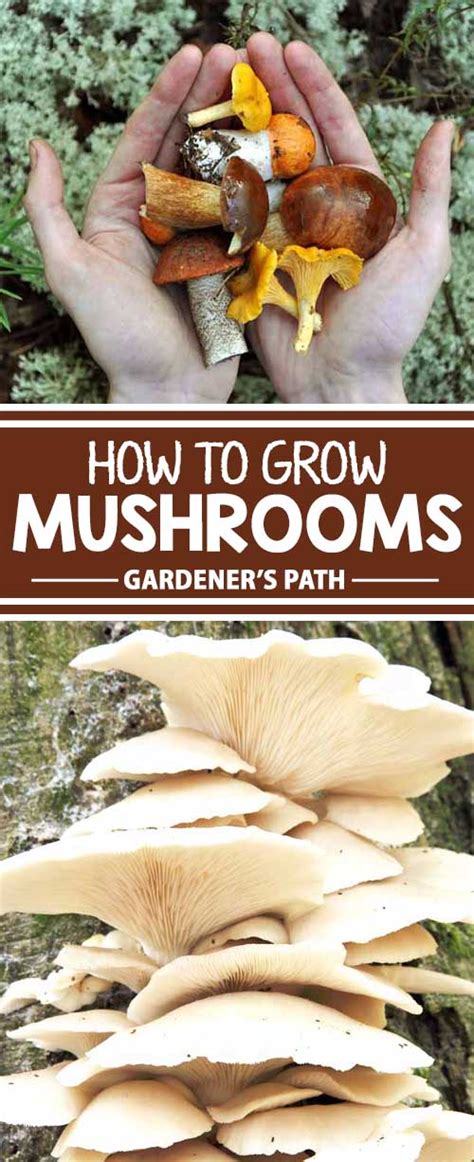 How To Grow Mushrooms Outdoors At Home Gardener S Path