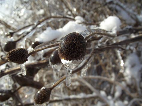 Banco De Imagens árvore Natureza Ramo Neve Frio Inverno Plantar