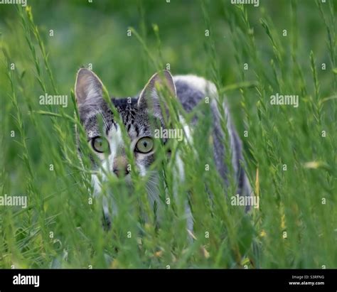 Grey Tabby Cat Stalking Prey In The Long Grass Stock Photo Alamy