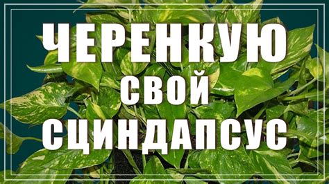 Сциндапсус (Эпипремнум). Размножение черенком и пересадка. - YouTube