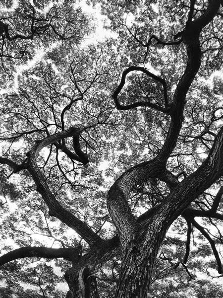 21 Black White Koa Tree Images Stock Photos 3d Objects And Vectors