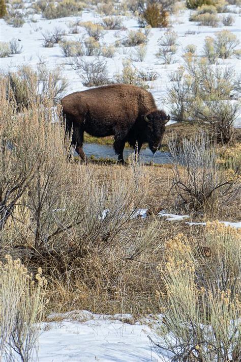 Curious Buffalo Photograph By Running Brook Galleries Fine Art America