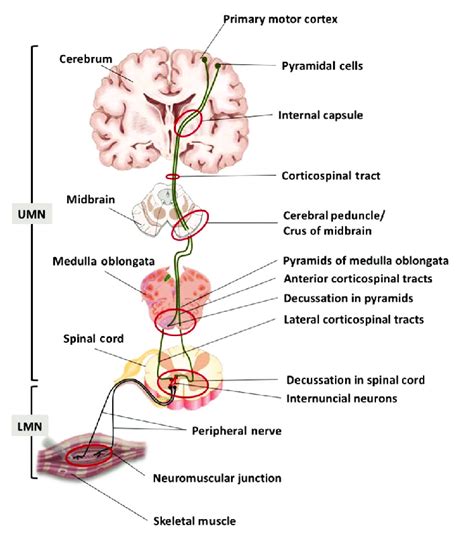 What Are Lower Motor Neurons