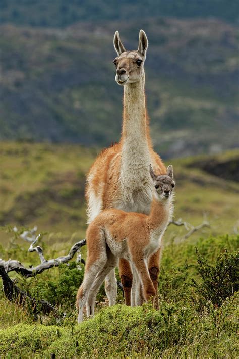 Guanaco And Baby, Andes Mountain Photograph by Adam Jones - Fine Art America