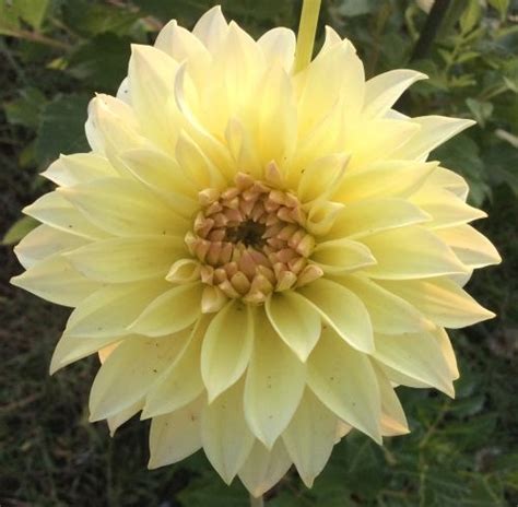 Born Sty Dahlias By Flower Name