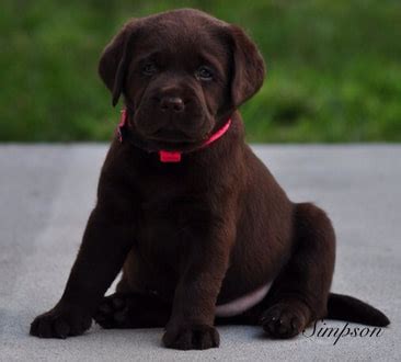 English Mountain Labradors - Home