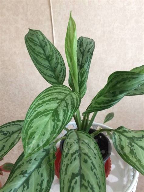 Аглаонема Сильвер Квин - Растения во Владивостоке