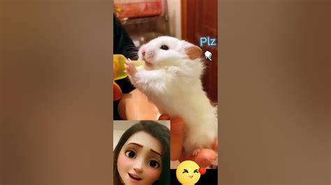 Cute Bunnies That Ive Found On Tik Tok Bunny Compilation 🐰 Youtube