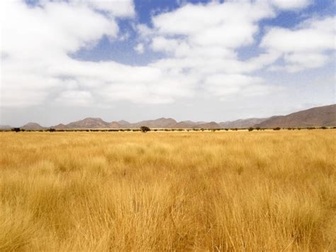 dry yellow grass  namibia  stock photo public domain pictures