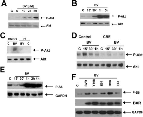 Bv Induces Phosphorylation Of Akt In Macrophages A Immunoblot