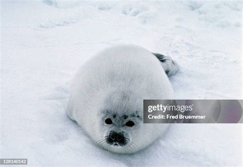 Molting Photos And Premium High Res Pictures Getty Images