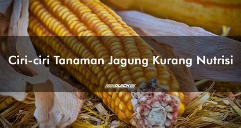 Ciri Ciri Tanaman Jagung Kekurangan Nutrisi Petani Quick