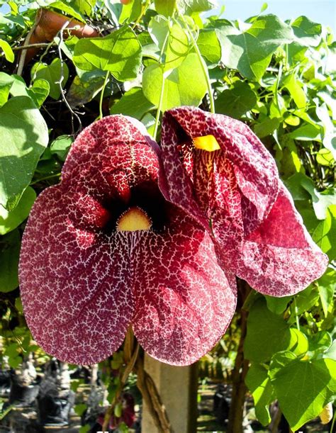 Aristolochia Littoralis Elegant Dutchmans Pipe Calico Flower Flora