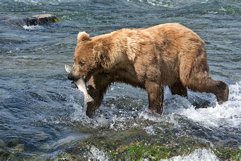 Katmai_Bears_2016__DSC6026 Bear fish top of falls - Bonnie Flamer ...