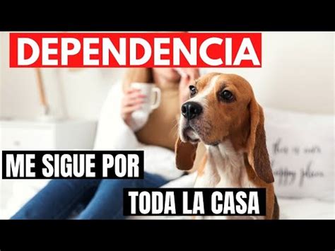 Consejos Útiles para Acostumbrar a tu Perro a Quedarse Solo